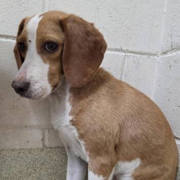 Taffy -  Beagle Dog for Adoption in Windsor, Virginia - Taffy | PetCurious