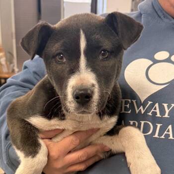 Akita and Black Labrador Retriever Dogs Available for Adoption - Juliet | PetCurious