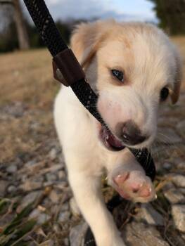 Rescue Great Pyrenees and Husky Dogs for Adoption in Spring Hill, Tennessee - Olaf | PetCurious