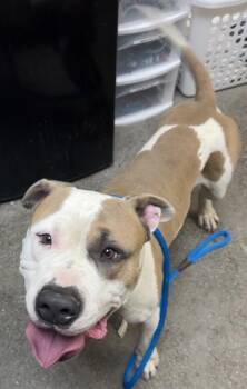 Pit Bull Terrier and Mixed Breed Dogs Available for Adoption - Chomper | PetCurious