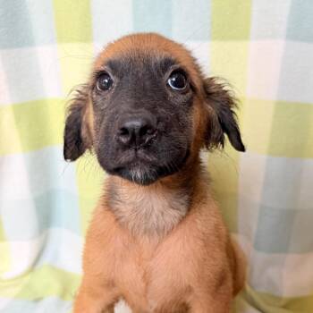Kendy in NH. Come Meet our Adoptable Dogs Wednesday-Saturday. Mo -  Shepherd Dog for Adoption in Manchester, New Hampshire - Kendy In NH. Come Meet Our Adoptable Dogs Wednesday-Saturday. Mo | PetCurious