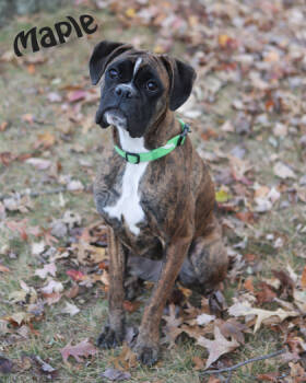 Rescue Boxer and Mixed Breed Dogs for Adoption in Parma, Ohio - Maple | PetCurious
