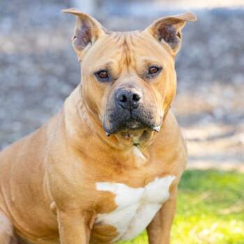 American Staffordshire Terrier Dogs Available for Adoption - CHILI | PetCurious