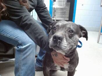 Pit Bull Terrier Dogs Available for Adoption in Albuquerque, New Mexico - SAO PAULO | PetCurious