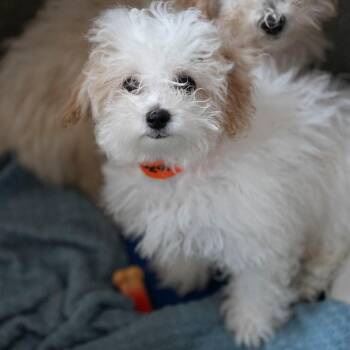 Keno (AG26-192) -  Poodle and Bichon Frise Dog for Adoption in Peyton, Colorado - Keno (AG26-192) | PetCurious