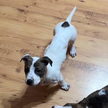 American Bulldog and Pit Bull Terrier Dogs Available for Adoption - Nala | PetCurious