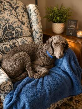 Wilma -  Goldendoodle Dog Available for Adoption in Mauston, Wisconsin - Wilma | PetCurious
