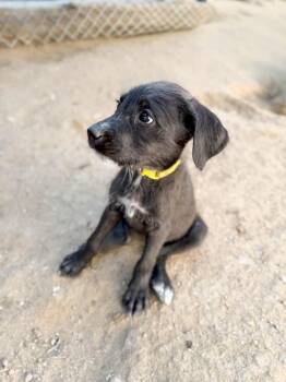 Jelly -  Schnauzer and Mixed Breed Dog for Adoption in Severance, Colorado - Jelly | PetCurious