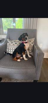 Luna -  Beagle Dog for Adoption in Raymond, Mississippi - Luna | PetCurious