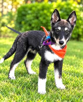 Janis Joplin -  German Shepherd Dog and Husky Dog for Adoption in Wappingers Falls, New York - Janis Joplin | PetCurious