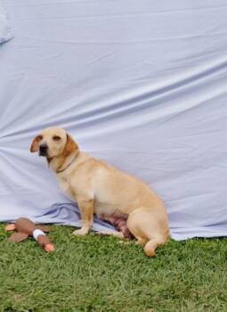 Nala -  Basset Hound and Mixed Breed Dog for Adoption in Houston, Texas - Nala | PetCurious