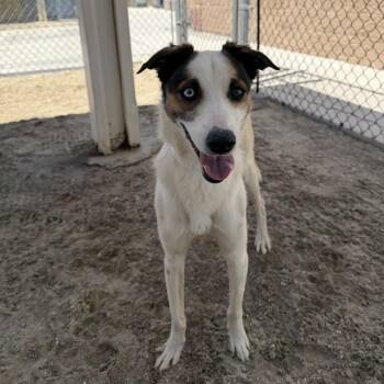 GRACE -  Terrier and Mixed Breed Dog for Adoption in Riverside, California - GRACE | PetCurious