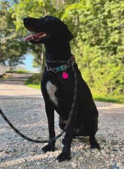 Eclipse -  Labrador Retriever Dog for Adoption in Waverly, Tennessee - Eclipse | PetCurious