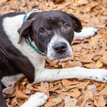 Cattle Dog and Boxer Dogs Available for Adoption - Melrose | PetCurious