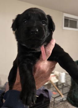 Rescue Retriever Dogs for Adoption in Stephens City, Virginia - Puppy 0567 | PetCurious