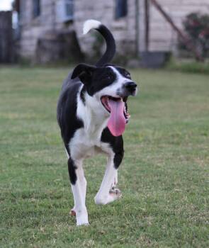 Rescue Border Collie Dogs for Adoption in Temple, Texas - Captain | PetCurious