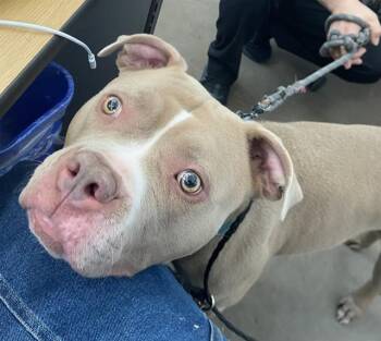 SANSA -  Mixed Breed Dog for Adoption in Dallas, Texas - SANSA | PetCurious