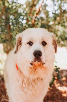 Great Pyrenees and Mixed Breed Dogs Available for Adoption in North Charleston, South Carolina - 92857a Journey | PetCurious