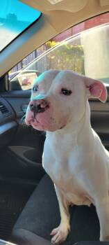 Rescue Mixed Breed Dogs for Adoption in West Chester, Pennsylvania - Tulip | PetCurious