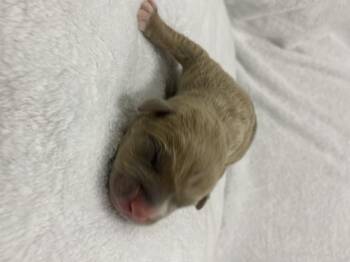 Fawn -  American Bully Dog for Adoption in Clarksburg, Ontario - Fawn | PetCurious