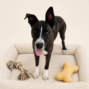 Stevie -  Pit Bull Terrier and Bull Terrier Dog for Adoption in Redwood Falls, Minnesota - Stevie | PetCurious