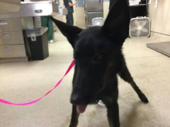 German Shepherd Dog Dogs Available for Adoption in Riverside, California - BETTY MAE | PetCurious