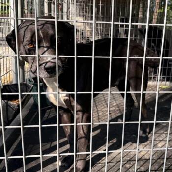 Pit Bull Terrier and Mixed Breed Dogs Available for Adoption in Evensville, Tennessee - Gerald | PetCurious