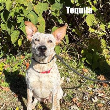 Rescue Cattle Dog Dogs for Adoption in Parkersburg, West Virginia - Tequila | PetCurious