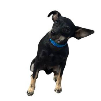 Kuma -  Chihuahua Dog for Adoption in Red Bluff, California - Kuma | PetCurious
