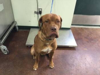 Rescue Dogue De Bordeaux Dogs for Adoption in Thousand Palms, California - PUP CUP | PetCurious
