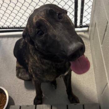 Dutch Shepherd Dogs Available for Adoption - Delta | PetCurious