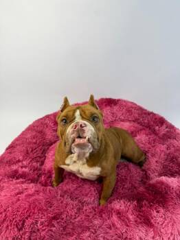 Emani -  American Bulldog Dog for Adoption in Alvin, Texas - Emani | PetCurious