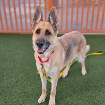 German Shepherd Dog Dogs Available for Adoption - MADISON | PetCurious