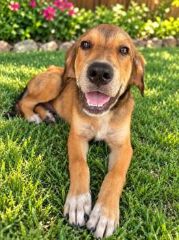 Redd -  Hound Dog for Adoption in Harlingen, Texas - Redd | PetCurious