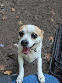 Shiloh -  Chihuahua Dog for Adoption in Richmond, Virginia - Shiloh | PetCurious