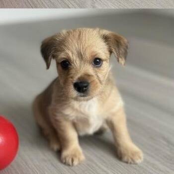 Border Terrier and Maltese Dogs Available for Adoption - Mila | PetCurious