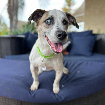 Rescue Terrier Dogs for Adoption in Ramona, California - Iago | PetCurious