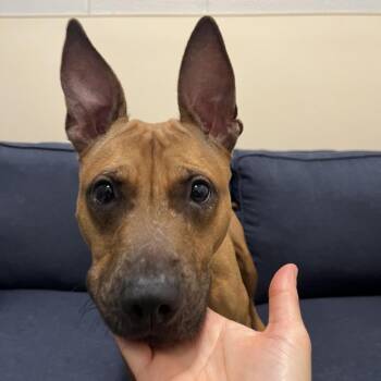 Beignet -  Mixed Breed Dog for Adoption in Chicago, Illinois - Beignet | PetCurious