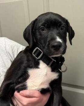 Zindle -  Labrador Retriever Dog for Adoption in Littleton, Colorado - Zindle | PetCurious