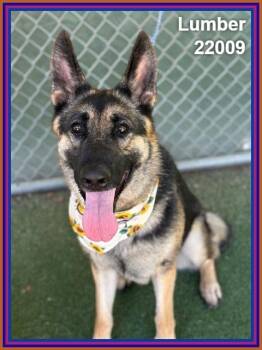 LUMBER (see also ELLY) -  German Shepherd Dog Dog for Adoption in Marietta, Georgia - LUMBER (see Also ELLY) | PetCurious