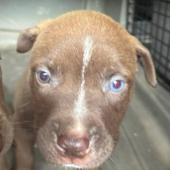 Edsel -  Terrier and Mixed Breed Dog for Adoption in Montgomery, Alabama - Edsel | PetCurious