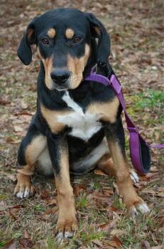 Labrador Retriever and Black And Tan Coonhound Dogs Available for Adoption in Attalla, Alabama - Loofie | PetCurious