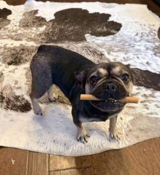 Rescue French Bulldog and Mixed Breed Dogs for Adoption in Fort Worth, Texas - Solara | PetCurious