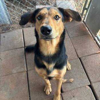 Rescue Hound and Shepherd Dogs for Adoption in Sentinel, Oklahoma - Buck | PetCurious