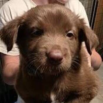 Fridge Johnson -  Labrador Retriever Dog for Adoption in Fargo, North Dakota - Fridge Johnson | PetCurious