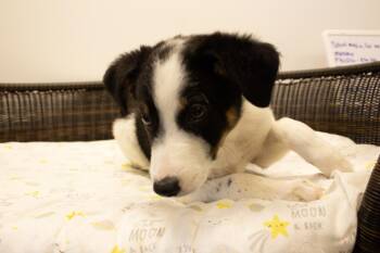George -  Australian Shepherd Dog for Adoption in Neillsville, Wisconsin - George | PetCurious