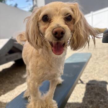 Lacy -  Coton De Tulear and Miniature Poodle Dog for Adoption in Detroit, Michigan - Lacy | PetCurious
