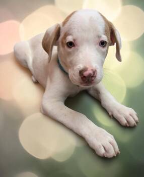 ELMER -  Catahoula Leopard Dog and Retriever Dog for Adoption in Lincoln, Nebraska - ELMER | PetCurious
