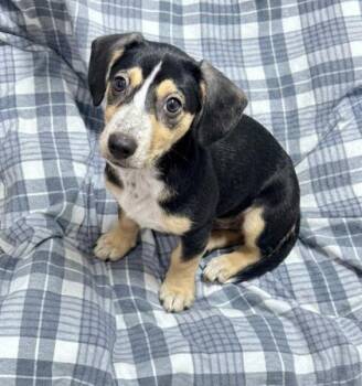 Hinata -  Mixed Breed Dog for Adoption in West Chester, Pennsylvania - Hinata | PetCurious