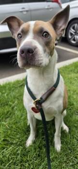 Marsha -  Hound and Terrier Dog for Adoption in Honolulu, Hawaii - Marsha | PetCurious